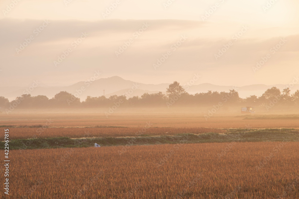 秋の比布町 朝霧と田んぼの風景
