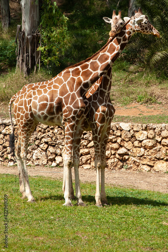 Two giraffes in Safari park Ramat Gan, Israel.