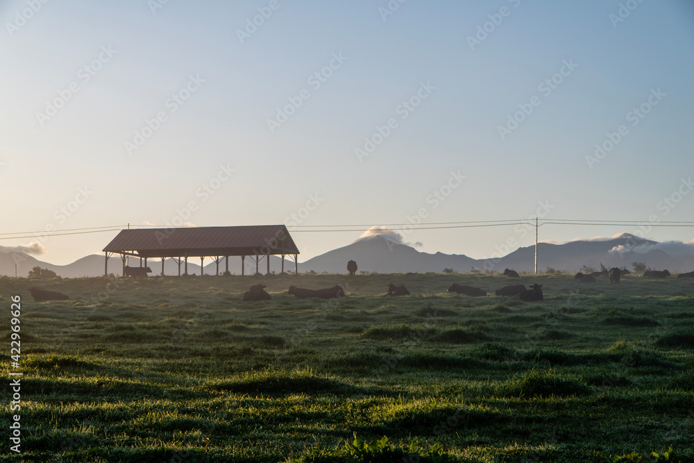 美瑛町ファームズ千代田の早朝の風景
美瑛町ファームズ千代田の早朝の風景