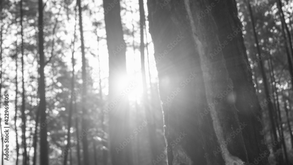 a photo of the sun's silhouette between the pine trees a photo of the sun's silhouette between the pine trees