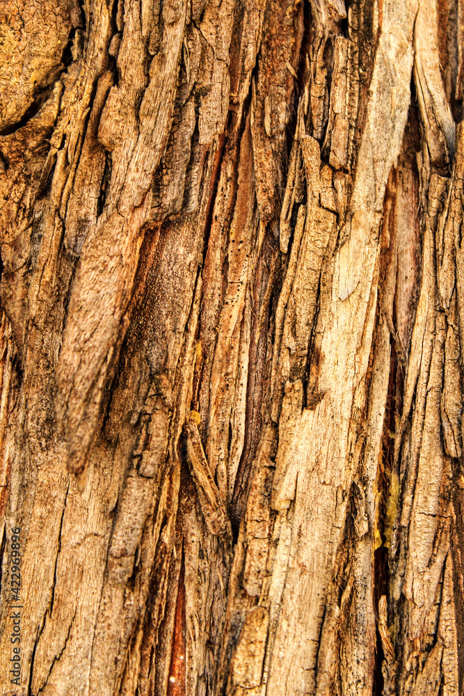 Obraz premium Pine bark texture in a garden