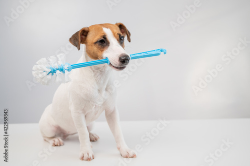 Jack russell terrier dog holds a blue toilet brush in his mouth. Plumbing cleaner