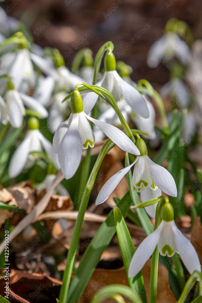 Beautiful Snowdrops Beautiful Snowdrops