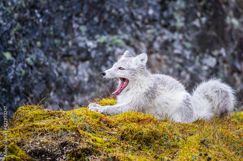 Arctic Fox relaxing at the entrance to its den in the Arctic Circle