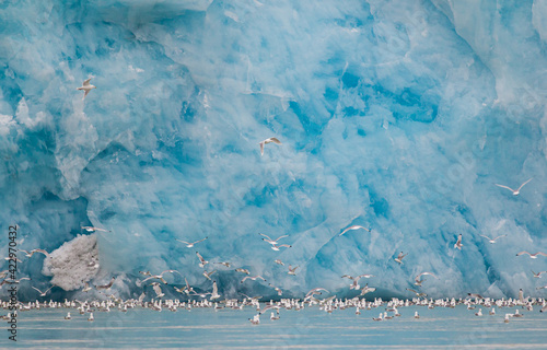 Принти на полотні Kittiwakes resting on the floating glacial ice in the Arctic ocean