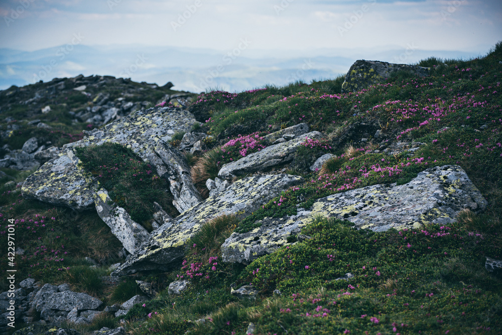 Fototapeta premium Rhododendron flowers in nature