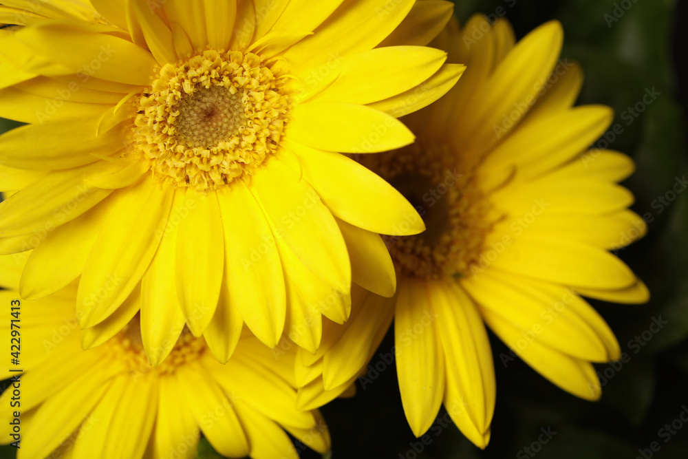 Beautiful yellow gerbera flowers on blurred background, closeup. Space for text Beautiful yellow gerbera flowers on blurred background, closeup. Space for text