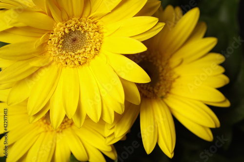 Beautiful yellow gerbera flowers on blurred background, closeup. Space for text