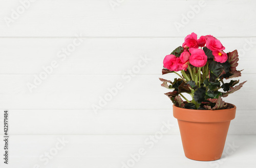 Fototapeta Naklejka Na Ścianę i Meble -  Beautiful blooming pelargonium flower in pot on white wooden table, space for text