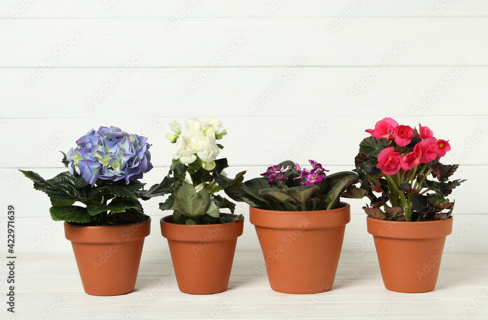 Different beautiful blooming plants in flower pots on white wooden table Different beautiful blooming plants in flower pots on white wooden table