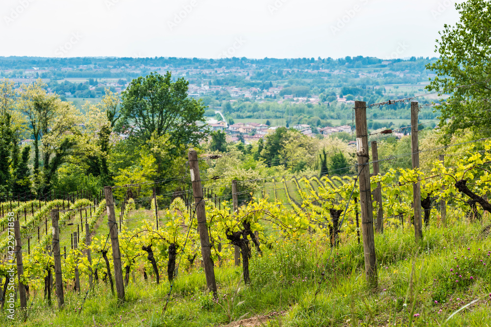 Spring on the hills and in the vineyards. Friuli