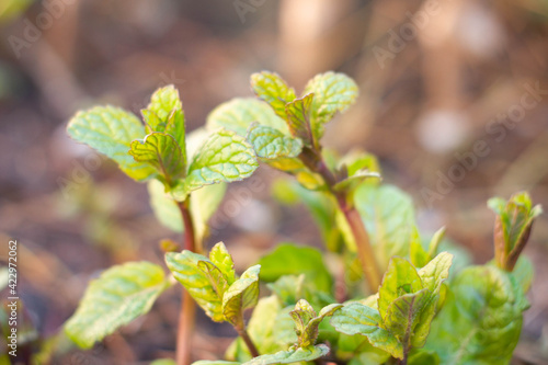 Peppermint plant in an organic garden with Young Sprouting leaves, Deep green color And red petioles , agriculture, Italian garden.