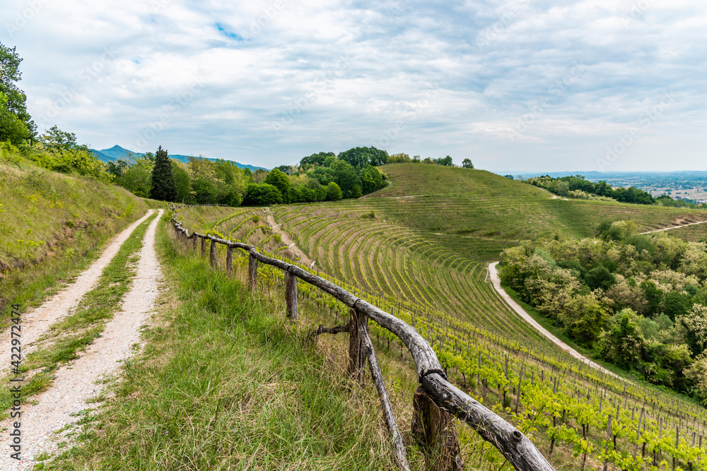 Spring on the hills and in the vineyards. Friuli Spring on the hills and in the vineyards. Friuli