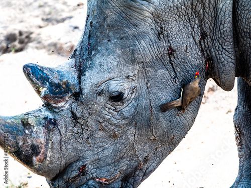 Foto Oxpecker on an old scarred rhino head