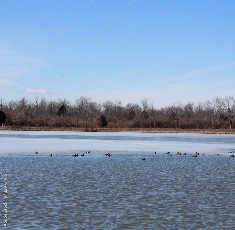 Some ducks in the partly frozen lake on a sunny winter day. Some ducks in the partly frozen lake on a sunny winter day.
