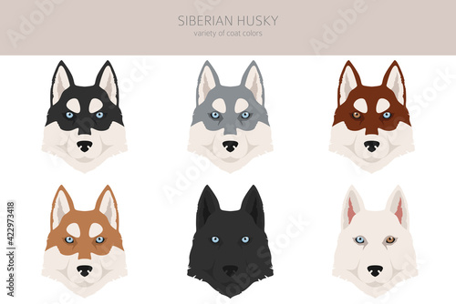Siberian husky poses, coat colors set.