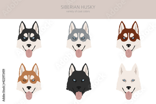 Siberian husky poses, coat colors set.