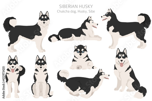 Siberian husky poses, coat colors set. photo