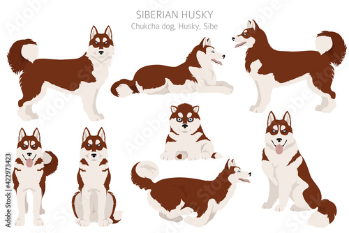 Siberian husky poses, coat colors set.