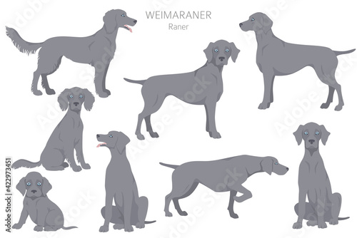 Weimaraner poses  coat colors set.