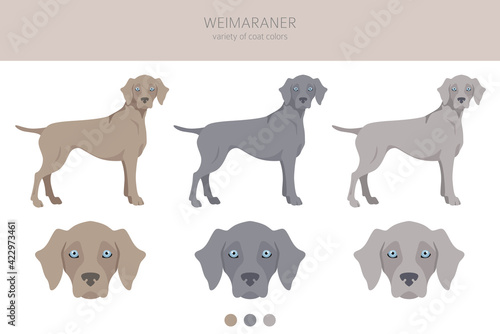 Weimaraner poses, coat colors set.