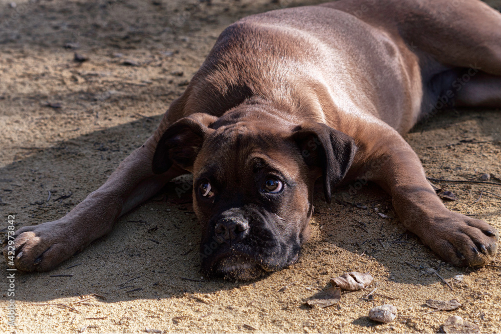 Adorable boxer puppy with sad eyes lying on the sand in a park