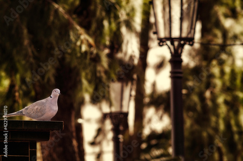 Pigeon at sunset in a traditional park of an old city