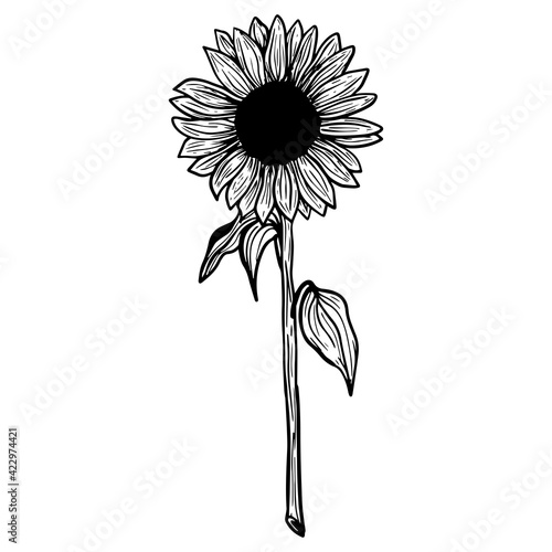Sunflower flower. Black and white illustration of a sunflower. Linear art. Hand-drawn decorative blooming sunflower element in vector