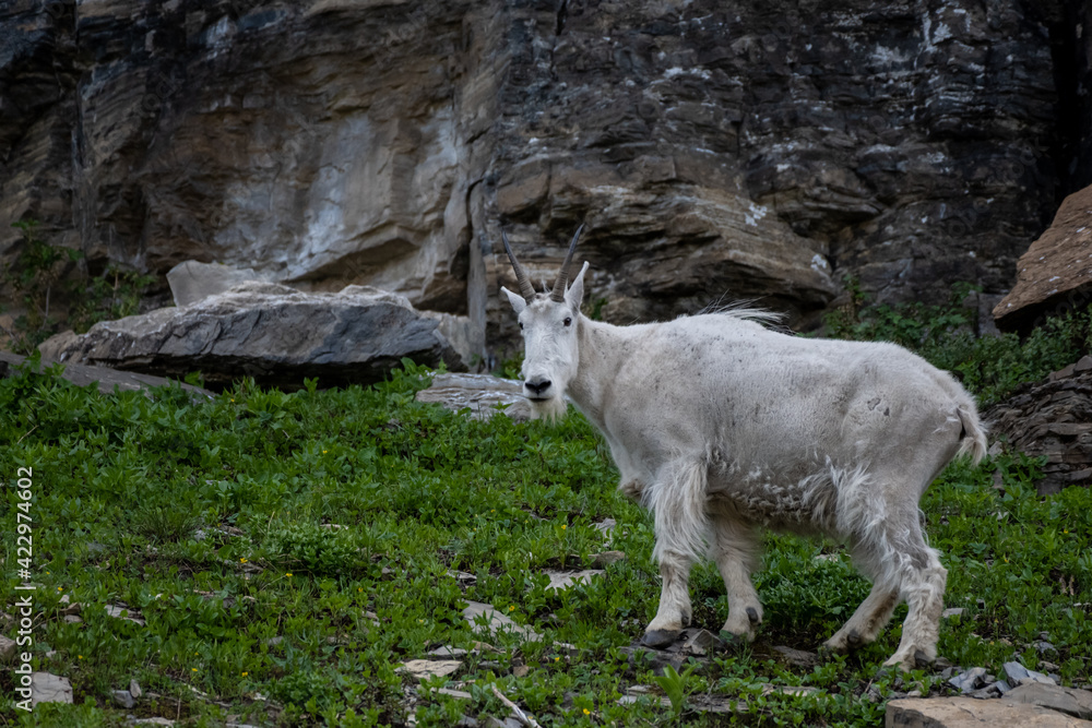 Mountain Goat Standing on Grass Looks Toward Camera Mountain Goat Standing on Grass Looks Toward Camera