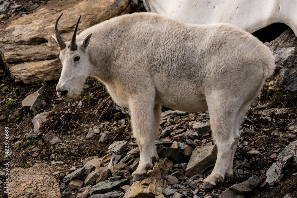 Mountain Goat Standing on Rocky Slope with Profile View Mountain Goat Standing on Rocky Slope with Profile View