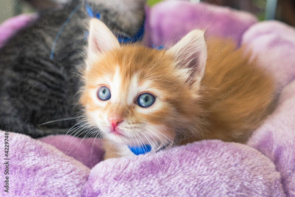 Beautiful blonde kitten with blue eyes