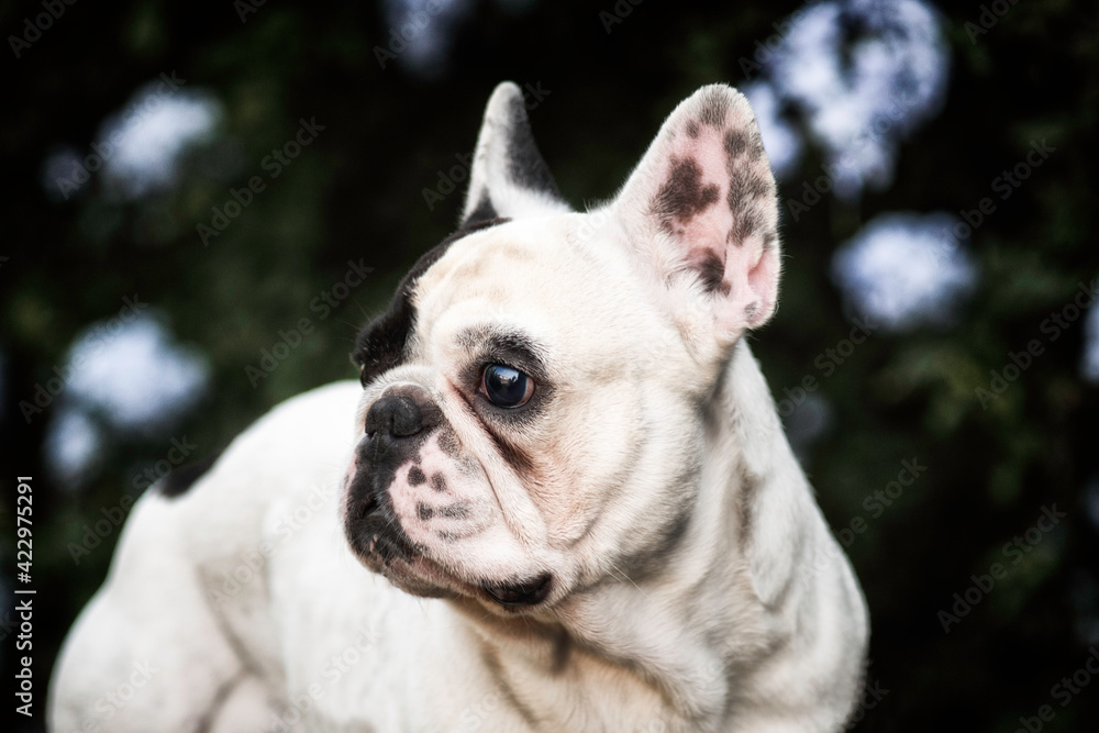 Beautiful French Bulldog harlequin. White with black spots. Frencie in the countryside