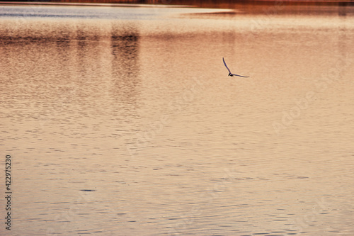 seagull flying over a red sea at sunset © Reynolds Photography