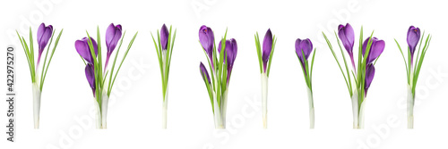 Set with beautiful spring crocus flowers on white background. Banner design