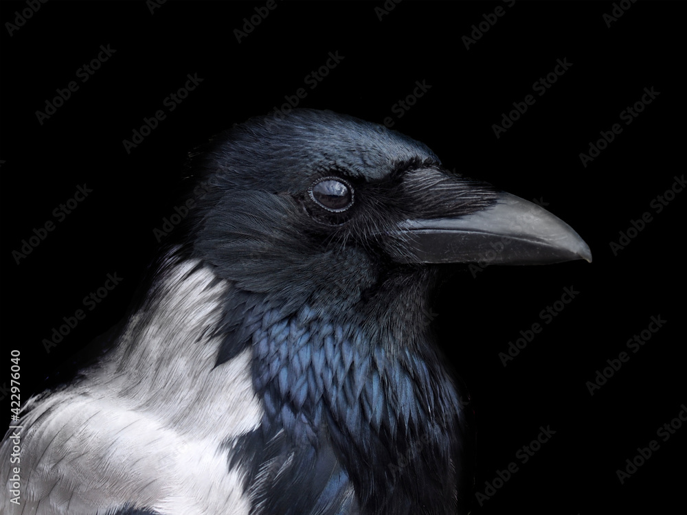 Portrait of a hooded crow in close up with face in profile Portrait of a hooded crow in close up with face in profile