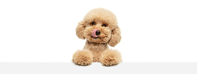 Cute puppy of Maltipoo dog posing isolated over white background