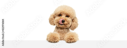 Photography Cute puppy of Maltipoo dog posing isolated over white background