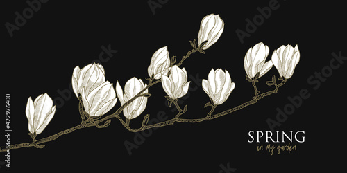Elegant white magnolia hand drawn flowers