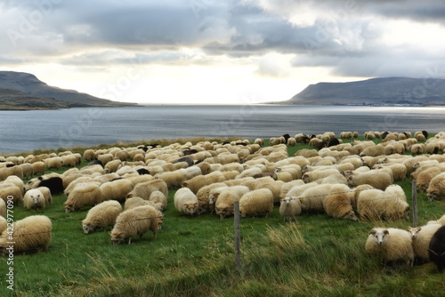 A herd of grazing sheep on the shore of a pond overlooking the mountains. Typical Icelandic landscape. 