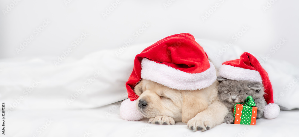 Golden retriever puppy and kitten wearing red santa's hats sleep together with gift box on a bed at home. Empty space for text Golden retriever puppy and kitten wearing red santa's hats sleep together with gift box on a bed at home. Empty space for text