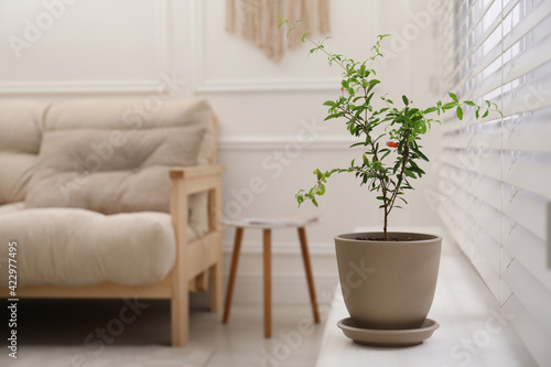 Young potted pomegranate tree on window sill indoors, space for text