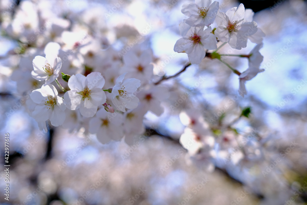 【東京】皇居・千鳥ヶ淵公園の桜（春）