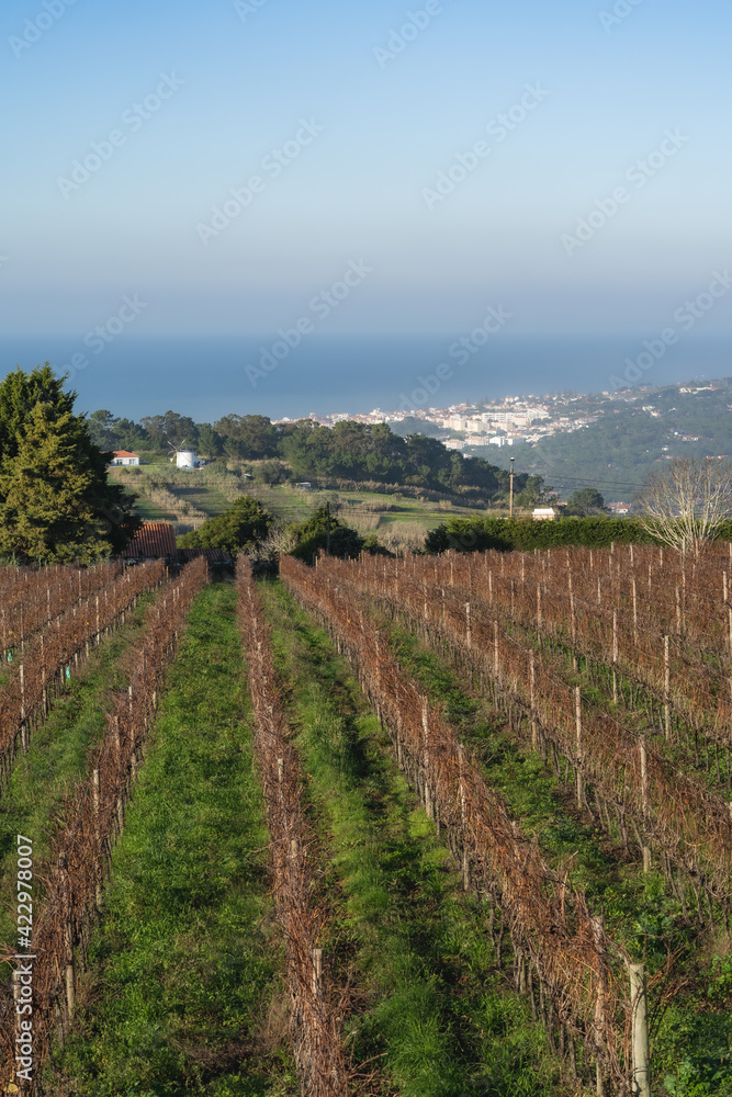 Atlantic Lisbon vineyard in winter near the sea