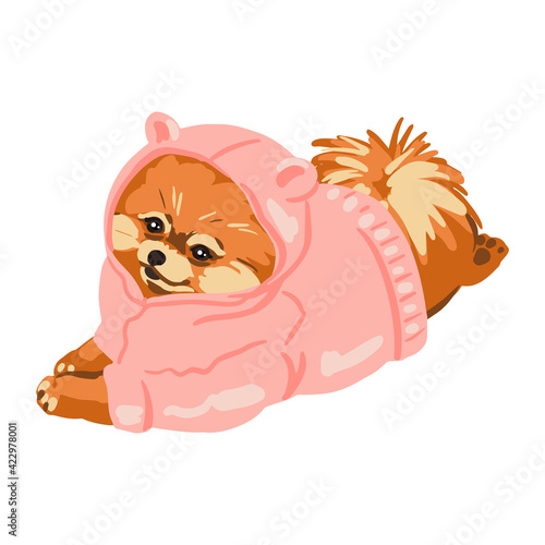 A cute Pomeranian puppy in clothes is lying on his stomach. Pink sweatshirt. Small dog breed. Hand-drawn sketch style. Vector illustration on an isolated white background.