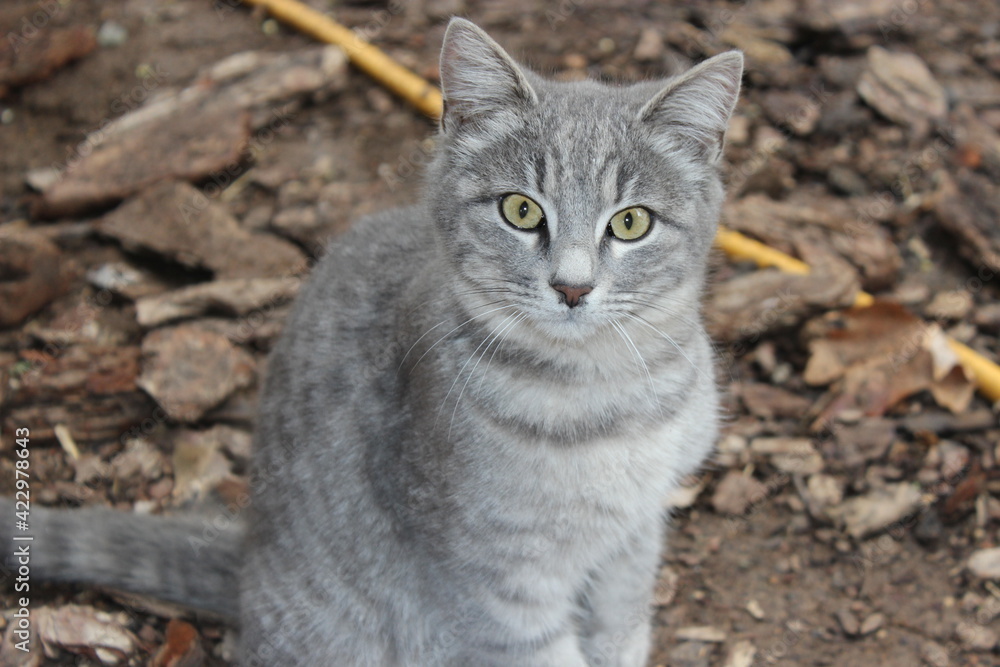 portrait of a silver cat