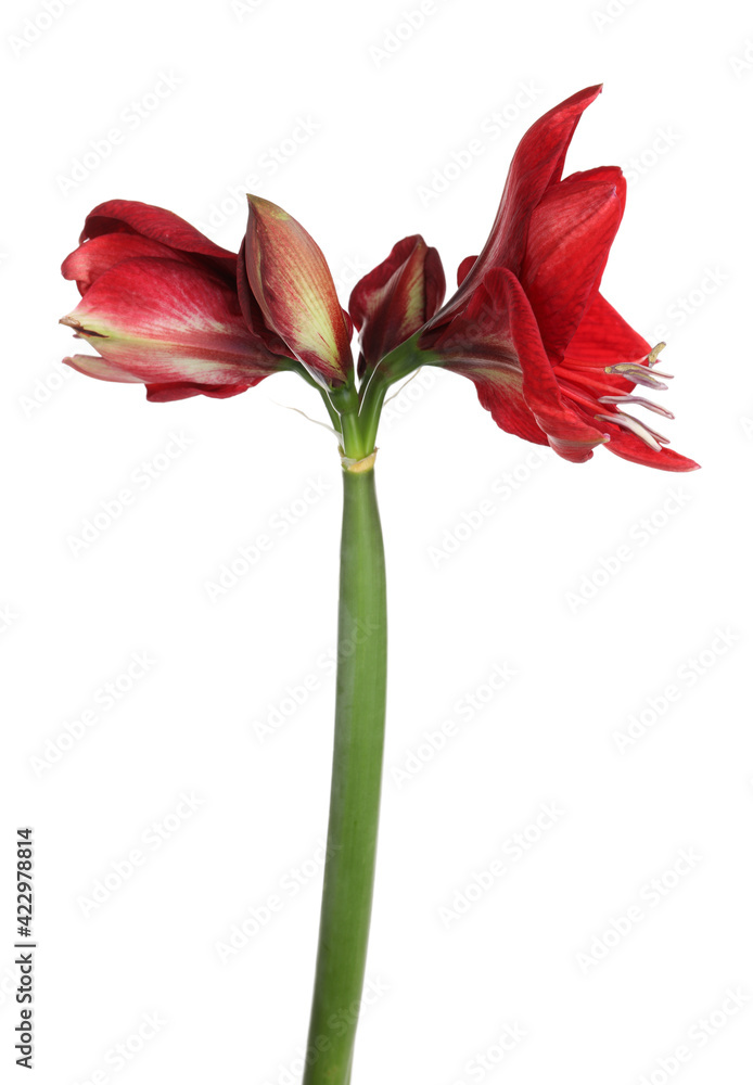 Beautiful red amaryllis flower isolated on white Beautiful red amaryllis flower isolated on white