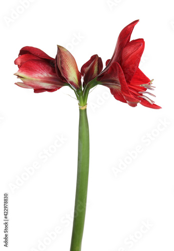 Beautiful red amaryllis flower isolated on white