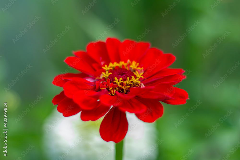 Beautiful bright red zinnia grows in the garden.The flowering period. Beautiful bright red zinnia grows in the garden.The flowering period.