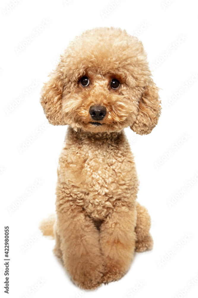 Cute puppy of Maltipoo dog posing isolated over white background Cute puppy of Maltipoo dog posing isolated over white background