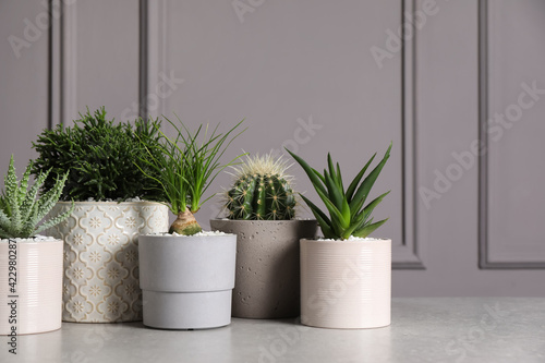 Fototapeta Naklejka Na Ścianę i Meble -  Different house plants in pots on light table